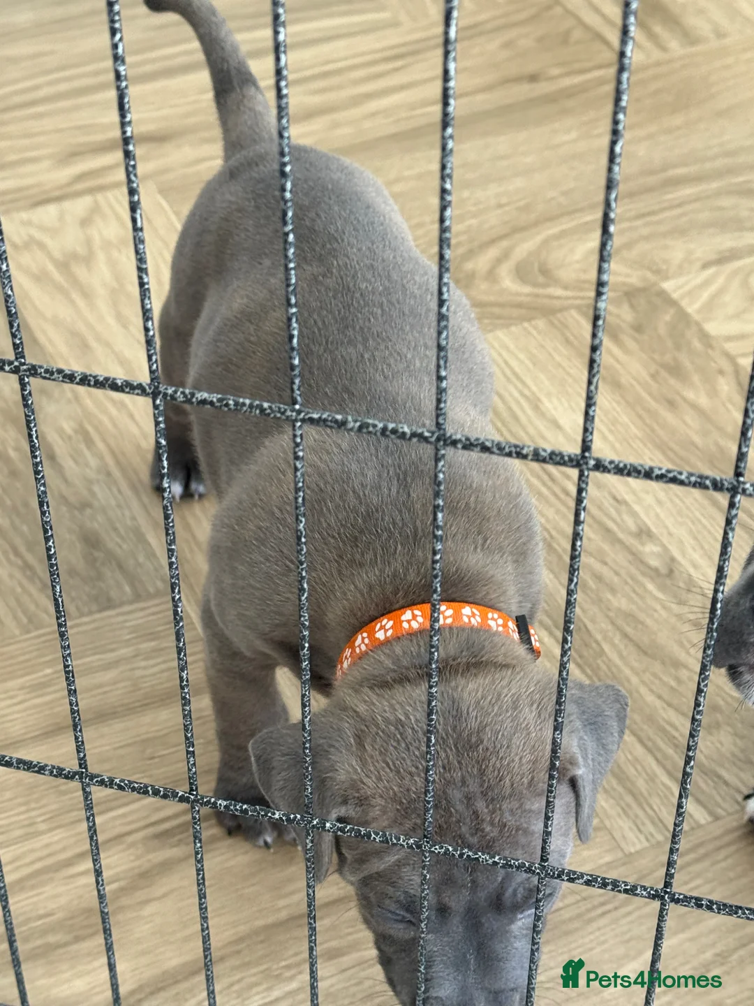 Staffordshire Bull Terrier dogs for sale: Blue Staffordshire bull terrier puppies - Advert 2