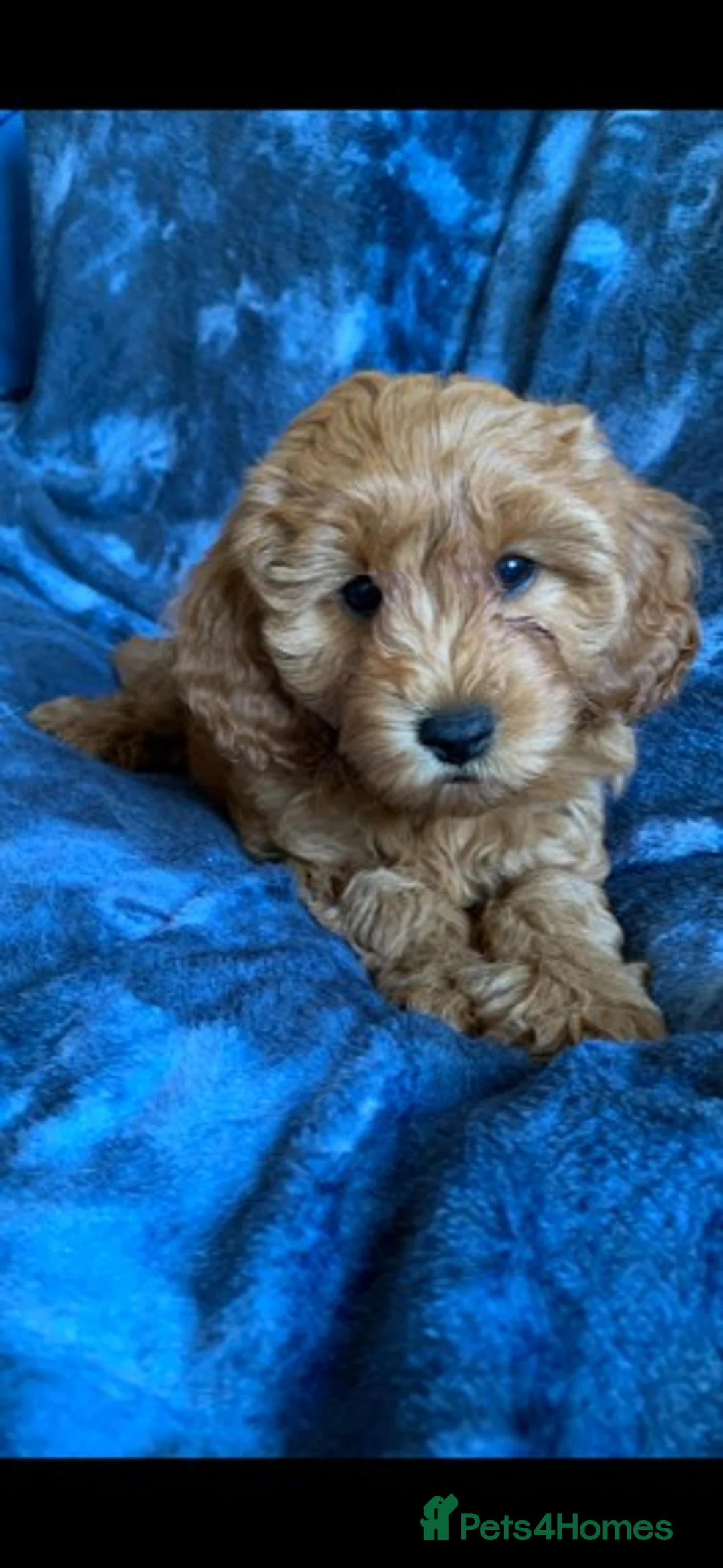 Cockapoo dogs for stud: Red Min Poodle PRA Clear & Other DNA Clear in Mansfield - Advert 10