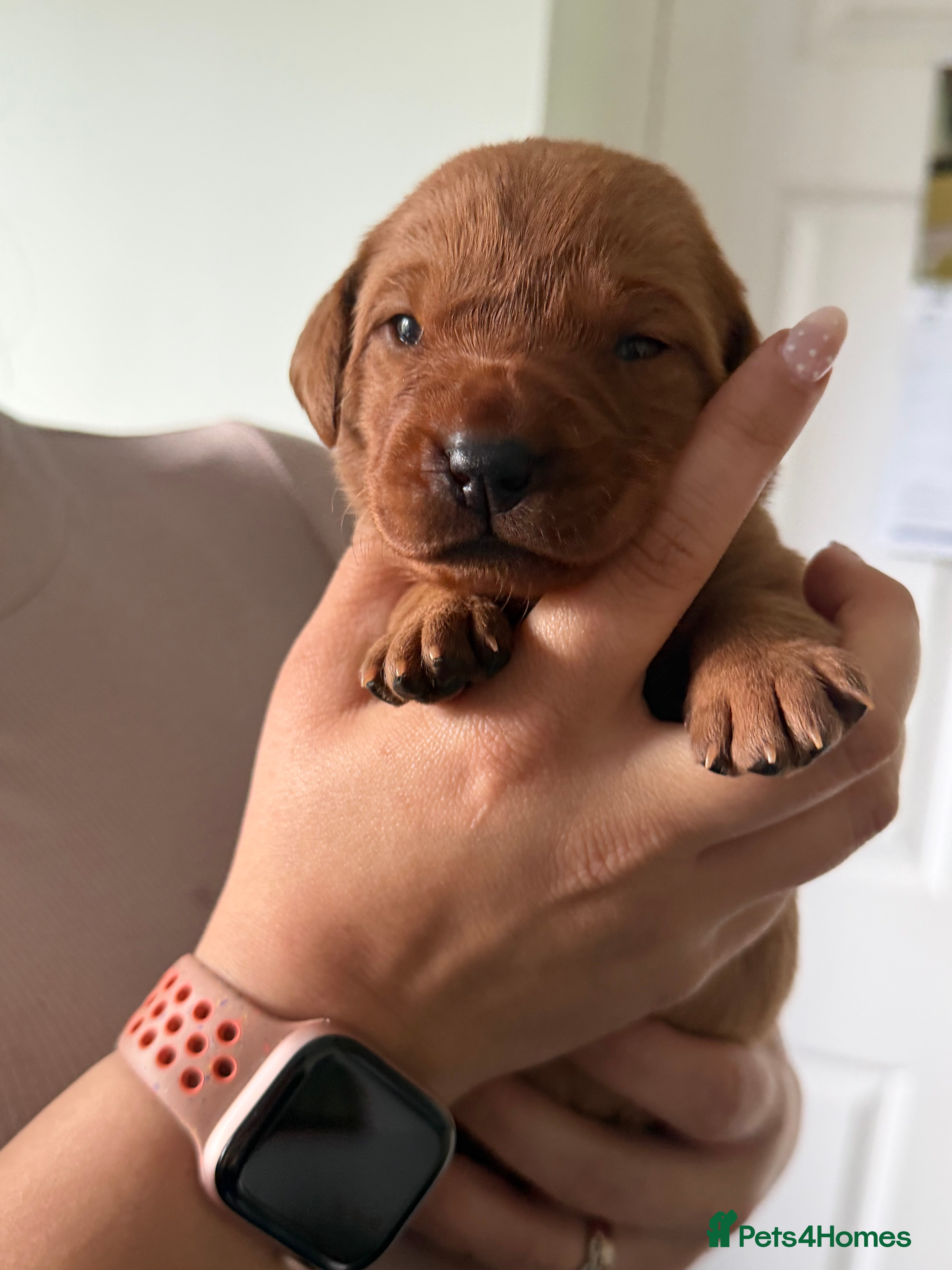 Labrador Retriever dogs Fox red & yellow Labrador puppies  - Advert 2