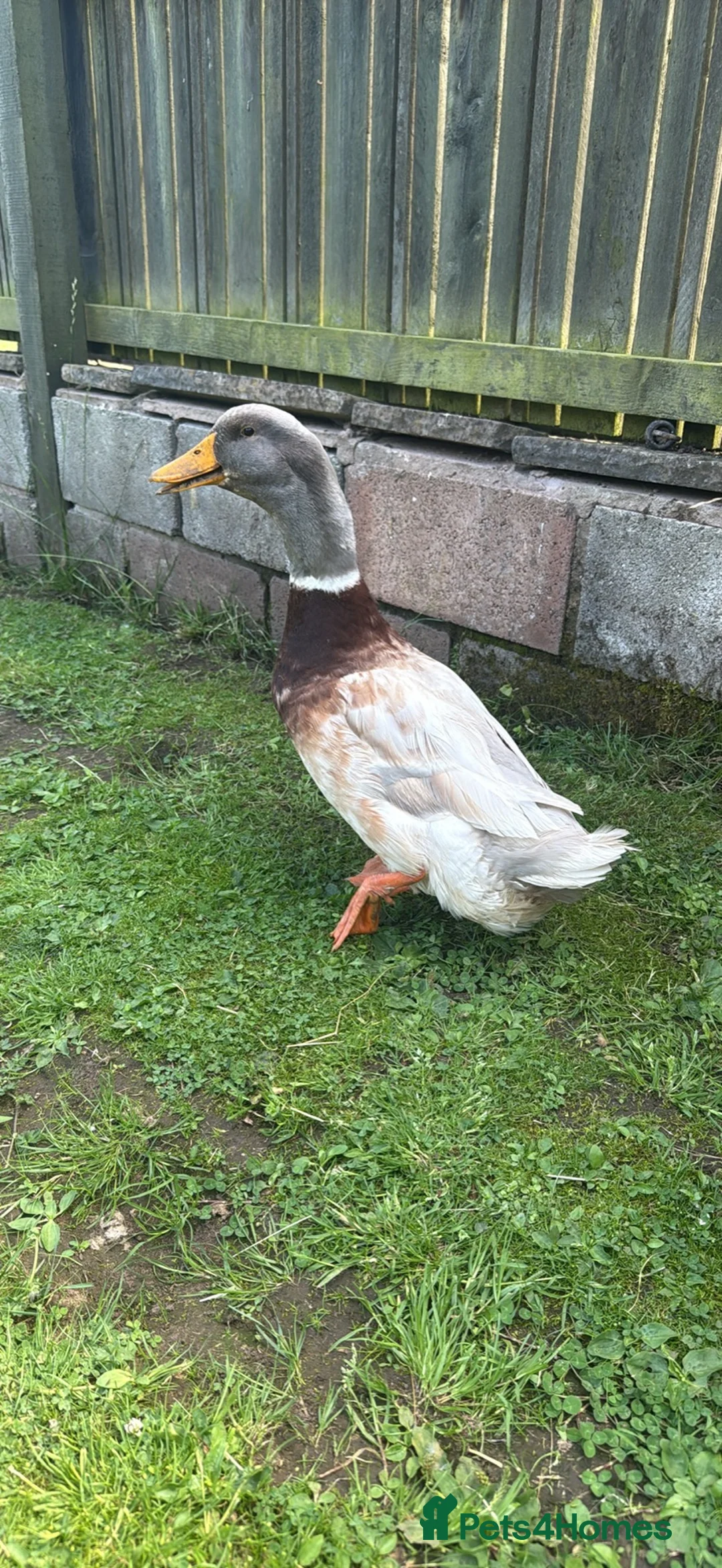 Ducks poultry for sale: Saxony Drake - Advert 2