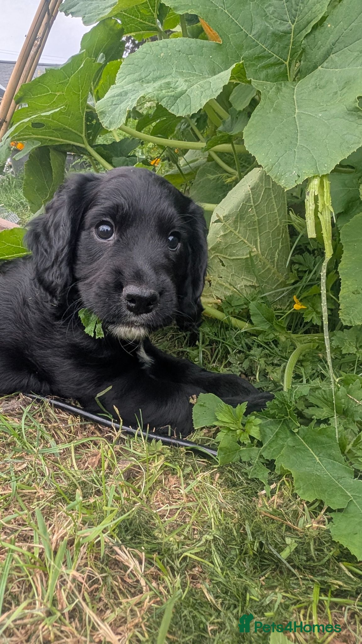 Cocker Spaniel dogs KC working cocker spaniel - 1 black dog left - Advert 4