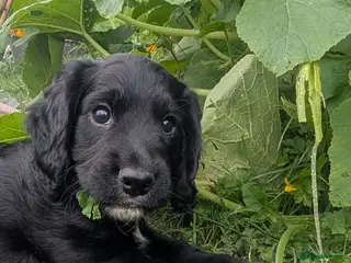 Cocker Spaniel dogs KC working cocker spaniel - 1 black dog left - Advert 2