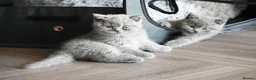 British Shorthair cats for sale: 3 Stunning Pure Breed British Shorthairs in Broadstone - Advert 9