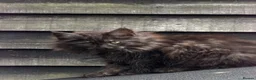 Maine Coon cats for sale: Beautiful Female Maine Coon Kitten - Advert 6