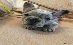 French Bulldog dogs for sale: Only 3 boys left, 5⭐️KC frenchies carrying fluffy  - Image 30