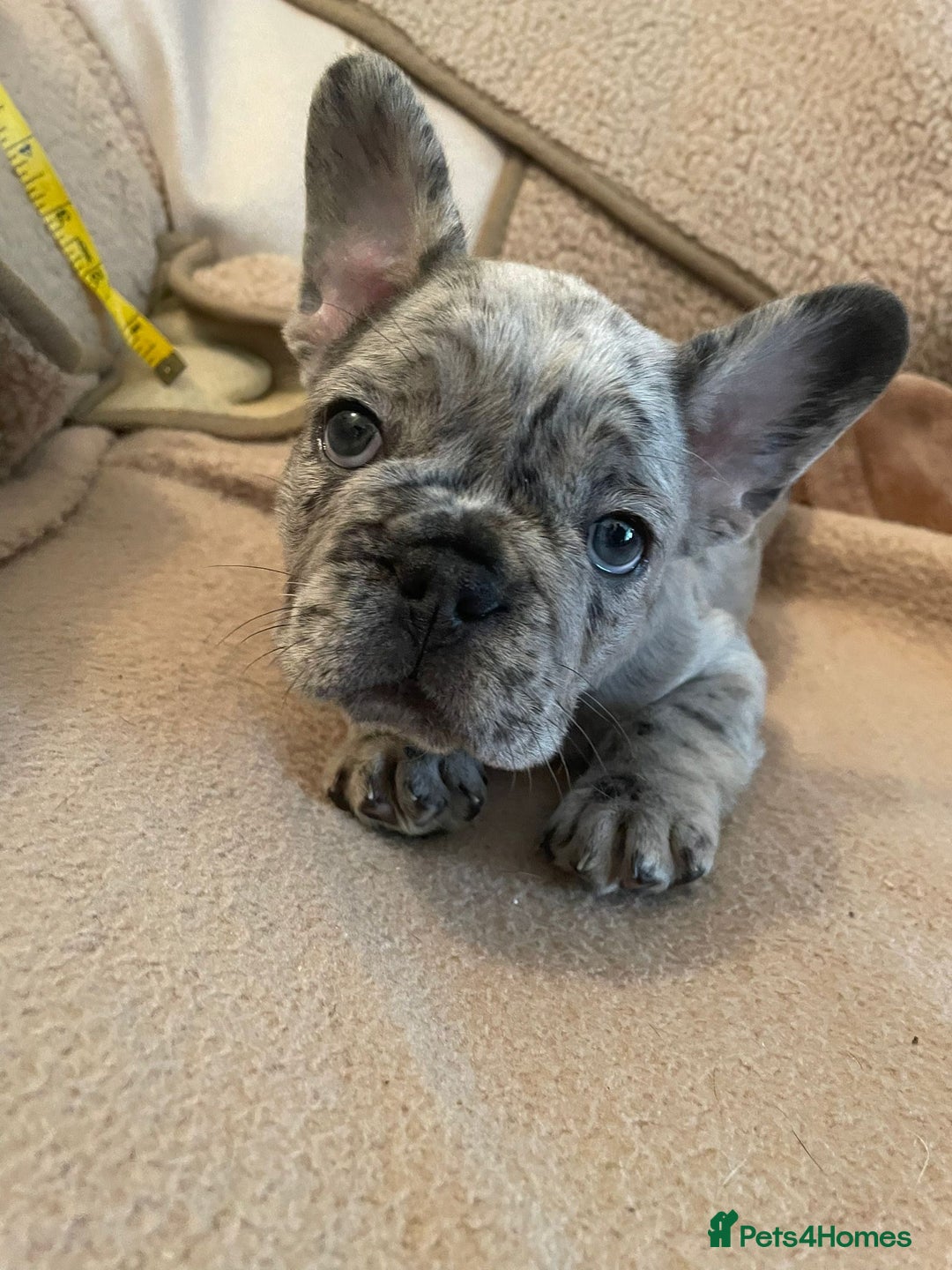 French Bulldog dogs for sale: Only 3 boys left, 5⭐️KC frenchies carrying fluffy  - Image 30