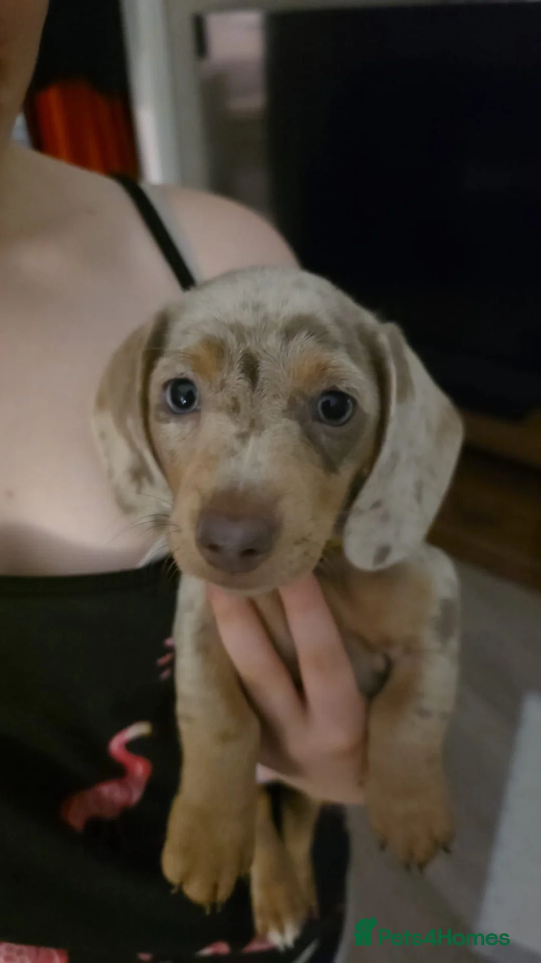 Miniature Dachshund dogs for sale: Minature dachshund pups - Advert 2