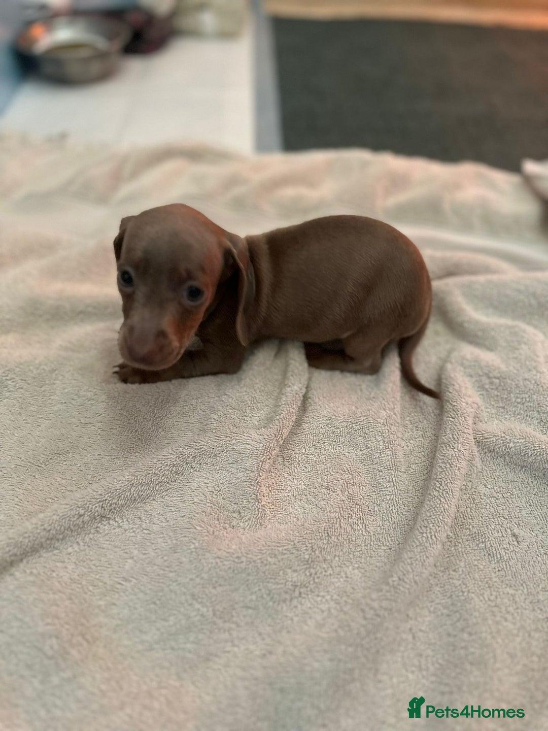 Miniature Dachshund dogs for sale: Miniature dachshunds - Advert 14