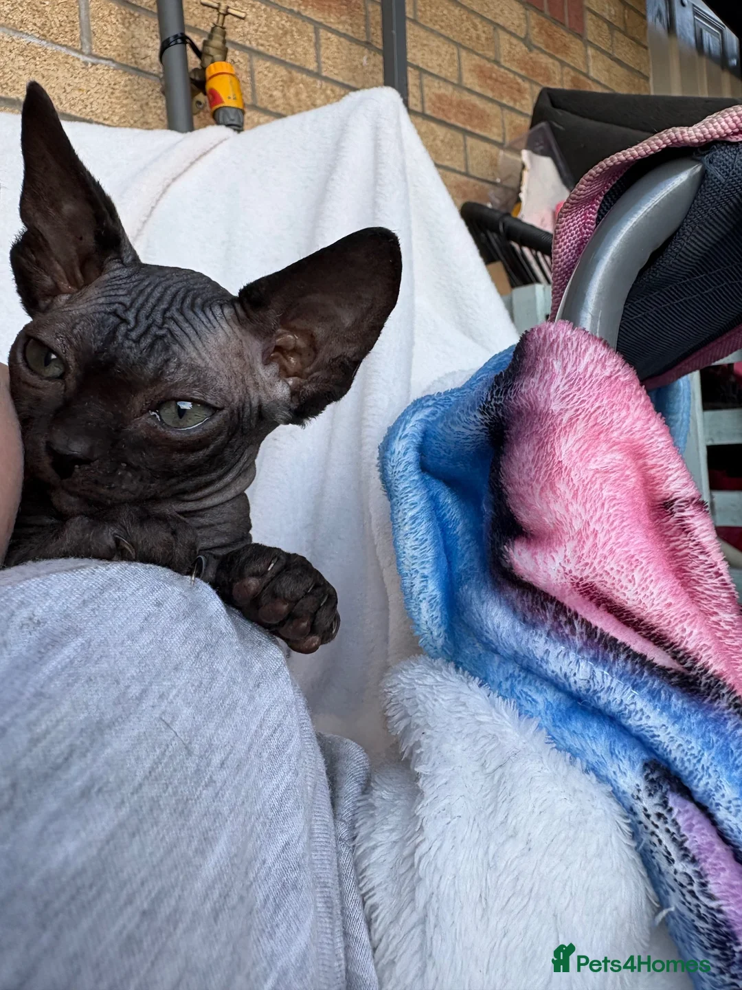 Sphynx cats for sale: Gorgeous stripped Sphynx kittens - Advert 2