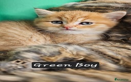 British Shorthair cats for sale: BSH GOLDEN KITTENS - Advert 23