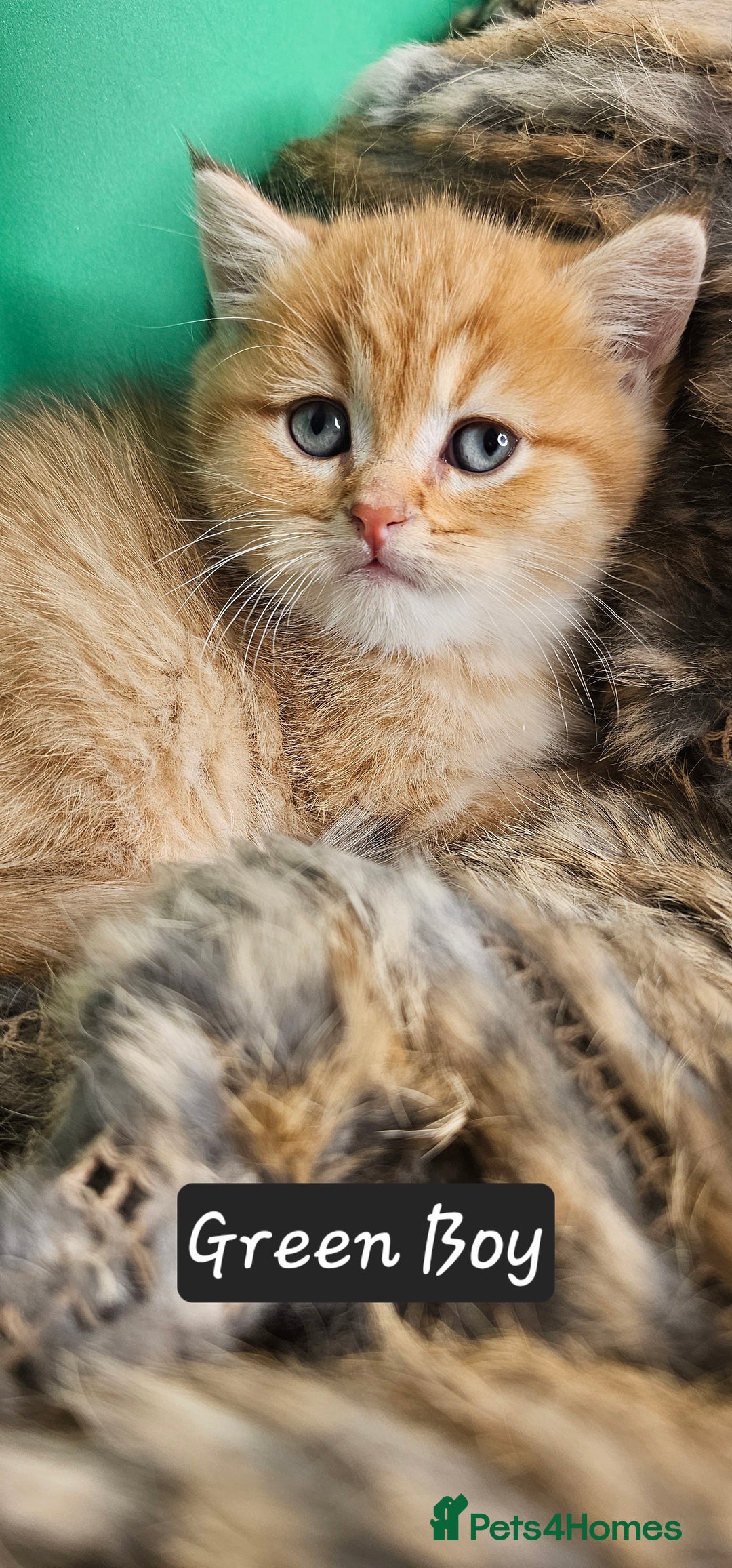 British Shorthair cats for sale: BSH GOLDEN KITTENS - Advert 23