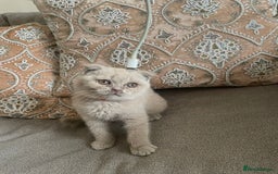 British Shorthair cats for sale: Four tiny heart-stealers looking for loving home - Image 5