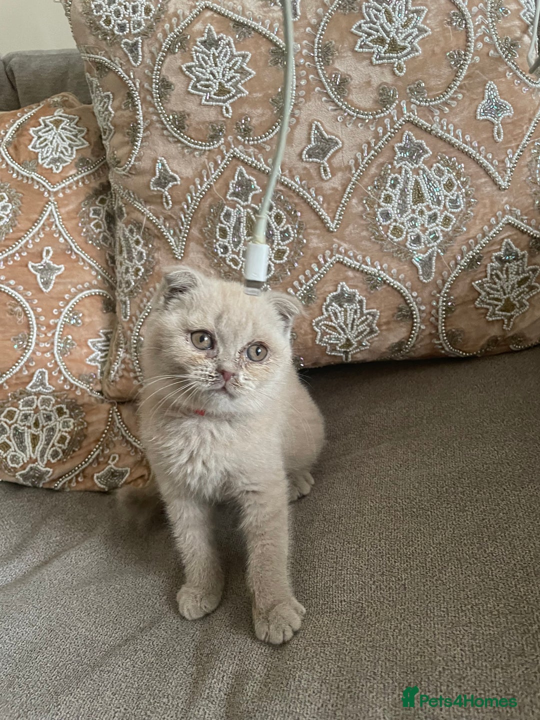 British Shorthair cats for sale: Four tiny heart-stealers looking for loving home - Image 5