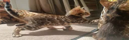 Bengal cats for sale: Absolutely beautiful pedigree bengal kittens - Advert 16