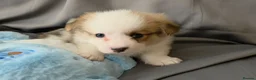 Welsh Corgi Pembroke dogs for sale: Corgi Puppies for Loving Homes – 1 Male, 1 Females - Advert 18