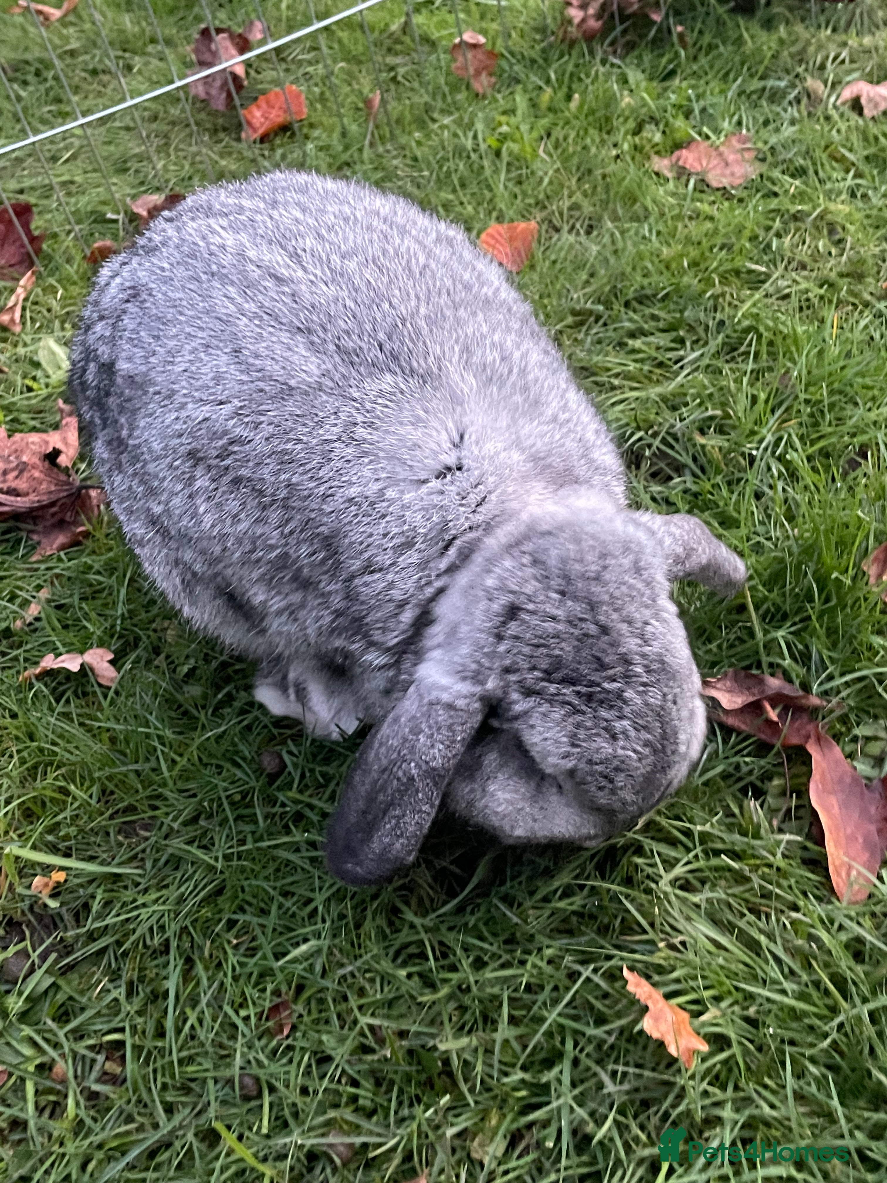 Mini Lop rabbits Adorable Coco - female Mini Lop - Advert 17