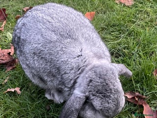 Mini Lop rabbits Adorable Coco - female Mini Lop - Advert 1