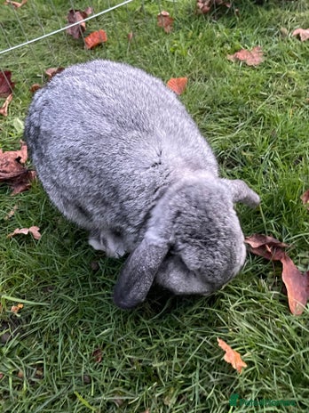 Mini Lop rabbits Adorable Coco - female Mini Lop - Advert 1