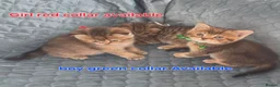 Scottish Fold cats for sale: 3 gorgeous Scottish fold kittens left♡left - Advert 10