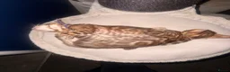 Bengal cats for sale: 2 stunning tica active male kittens. Ready to go - Advert 4