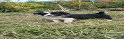 Border Collie dogs for sale: Border collie puppies  - Advert 14