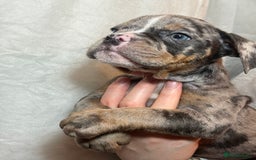 Olde English Bulldogge dogs for sale: 8 week old Olde English Bulldogges  - Advert 22