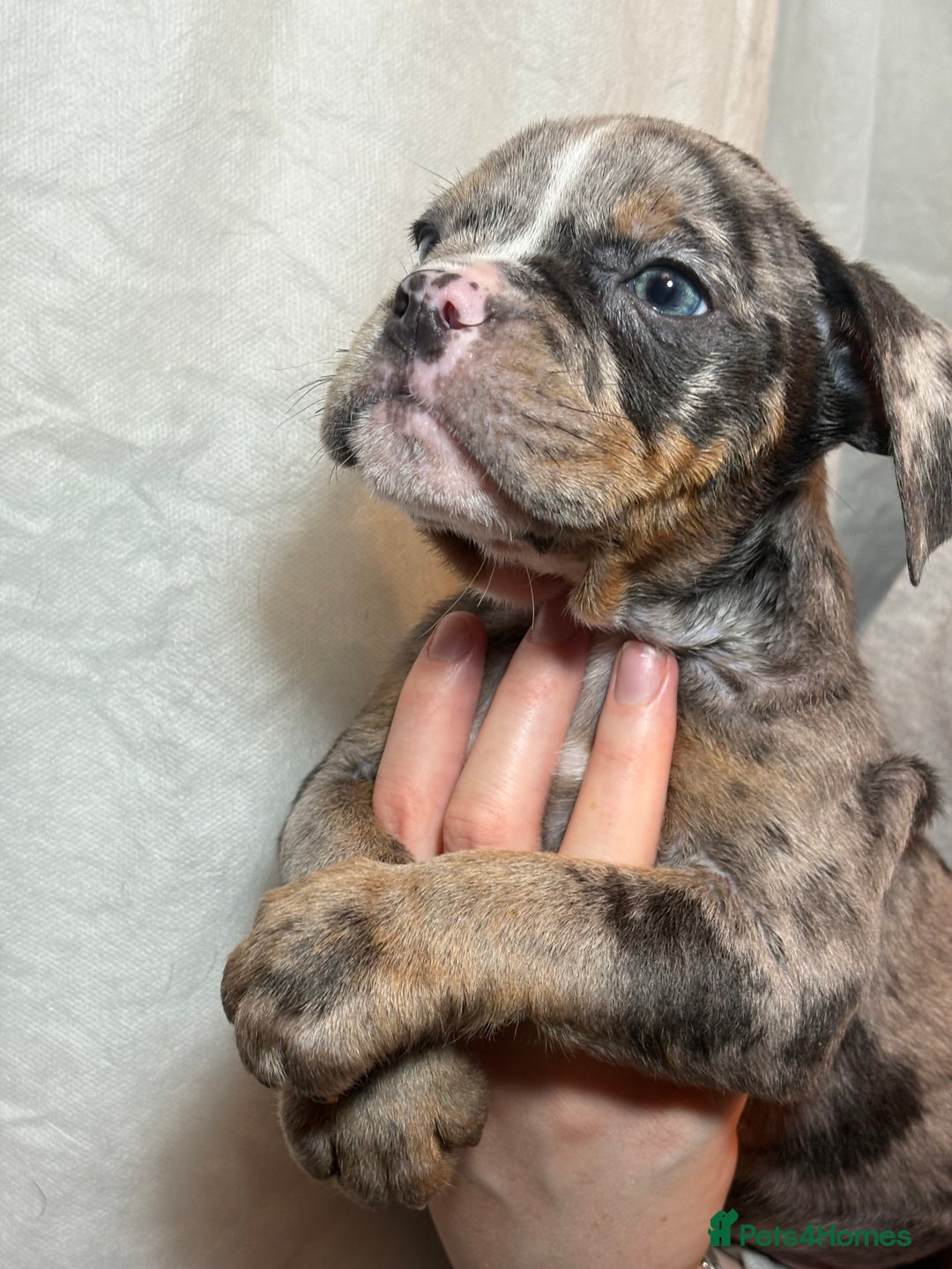 Olde English Bulldogge dogs for sale: 8 week old Olde English Bulldogges  - Advert 22