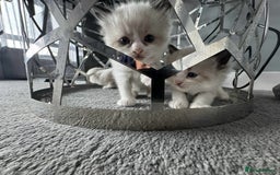 Ragdoll cats for sale: Ragdoll kittens  - Image 9