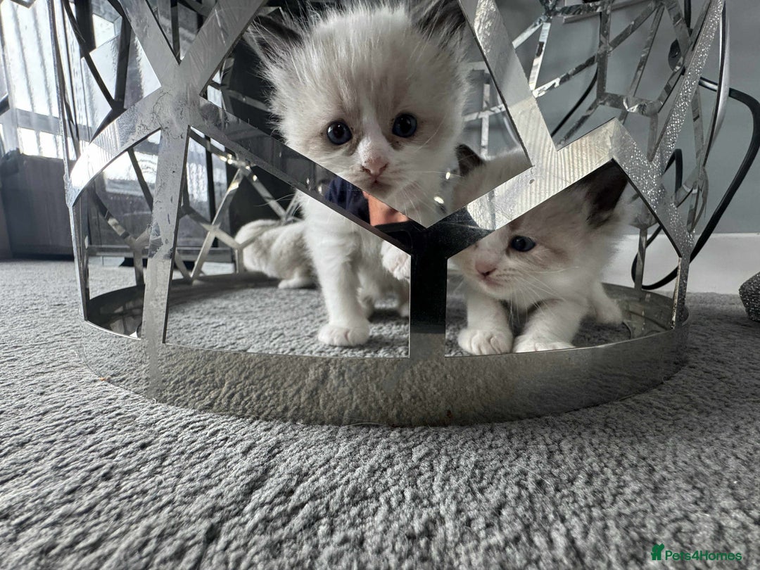 Ragdoll cats for sale: Ragdoll kittens  - Image 9