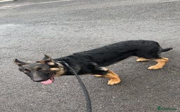 German Shepherd dogs for sale: Kenobi - 6 month old Male German Shepherd - Image 4
