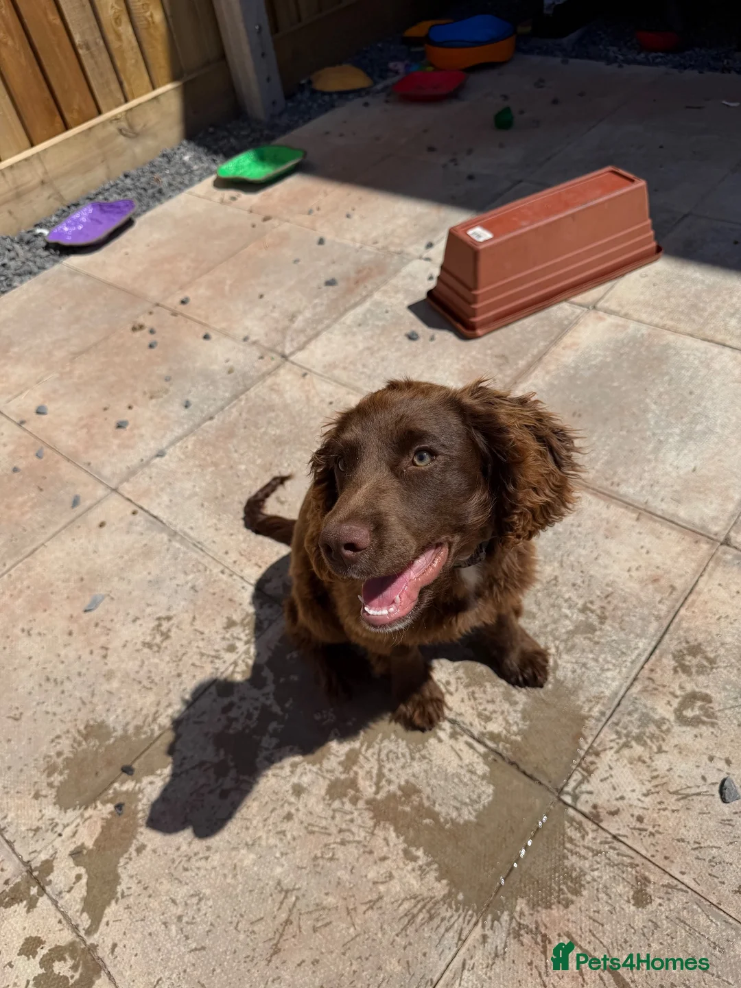 Mixed Breed dogs for sale: Chocolate Sprocker Spaniel in Pembroke Dock - Advert 5