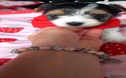 Biewer Terrier dogs for sale: Beautiful unique MINI biewer terrier 1 girl left - Image 24