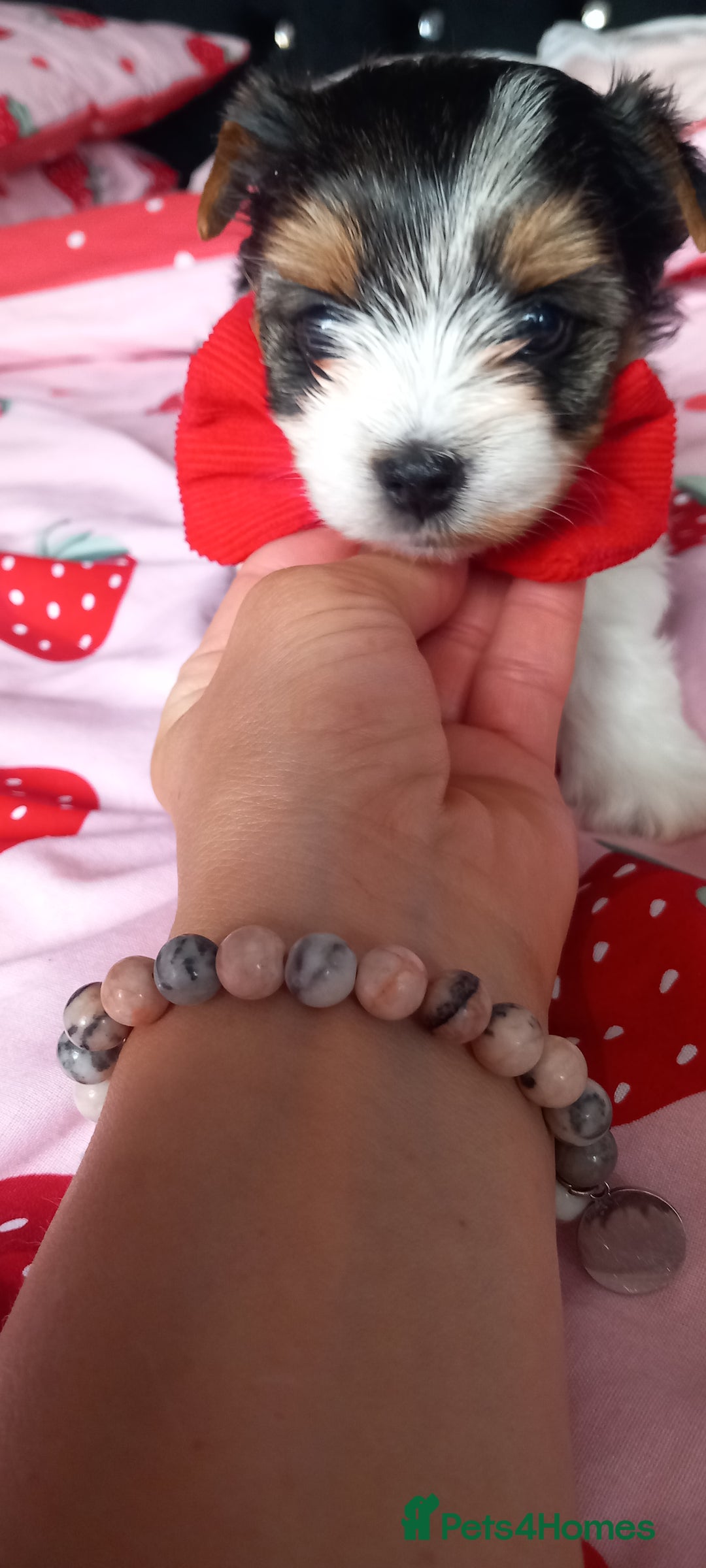 Biewer Terrier dogs for sale: Beautiful unique MINI biewer terrier 1 girl left - Image 24