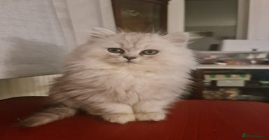 Persian cats READY NOW! Persian chinchilla kittens - Advert 4