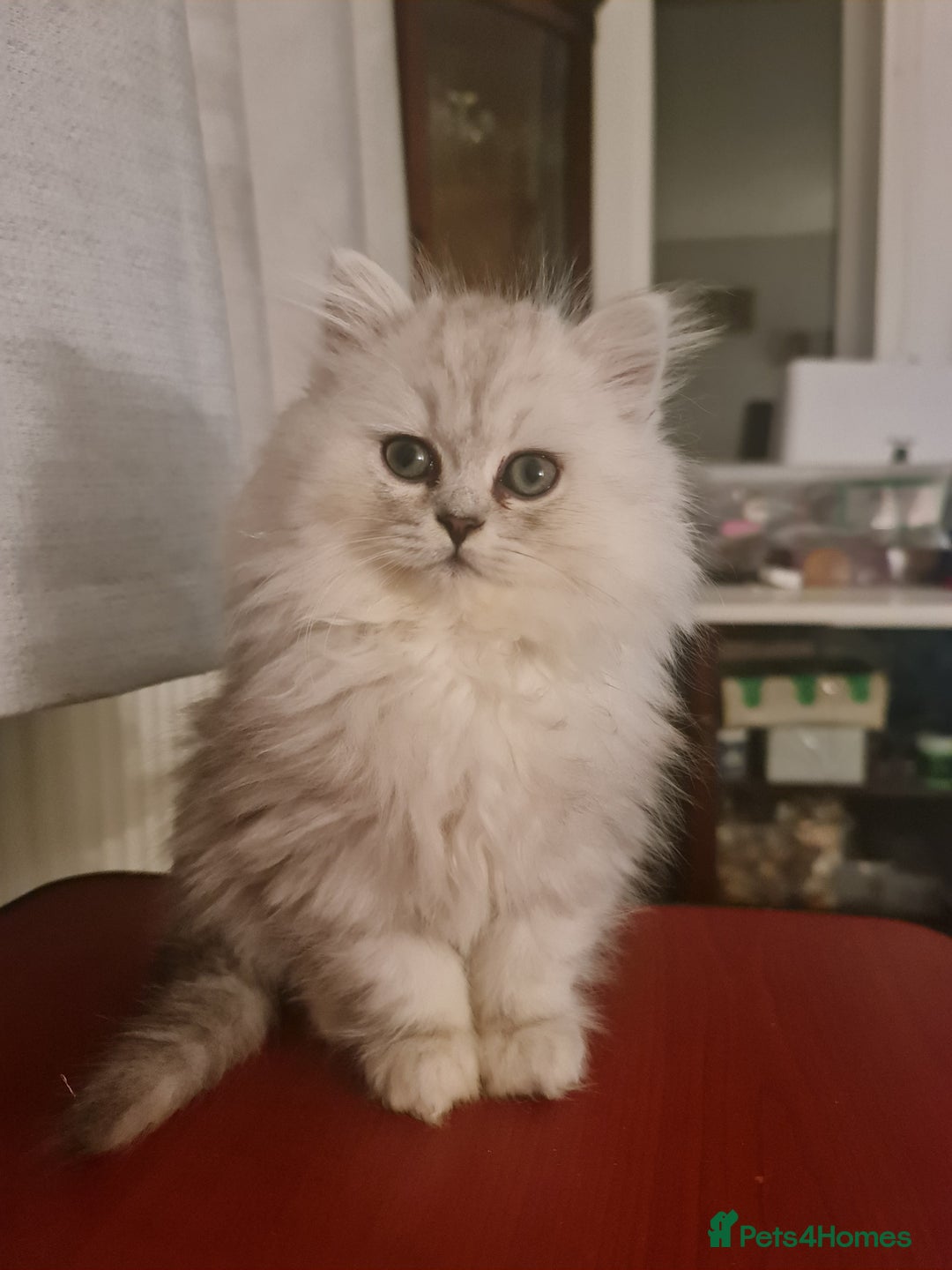 Persian cats for sale: LAST BOY! Persian chinchilla kittens - Advert 10