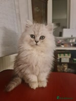 Persian cats READY NOW! Persian chinchilla kittens - Advert 4