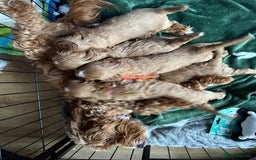 Cockapoo dogs for sale: gorgeous litter of Cockapoo puppies 🐶  - Image 9