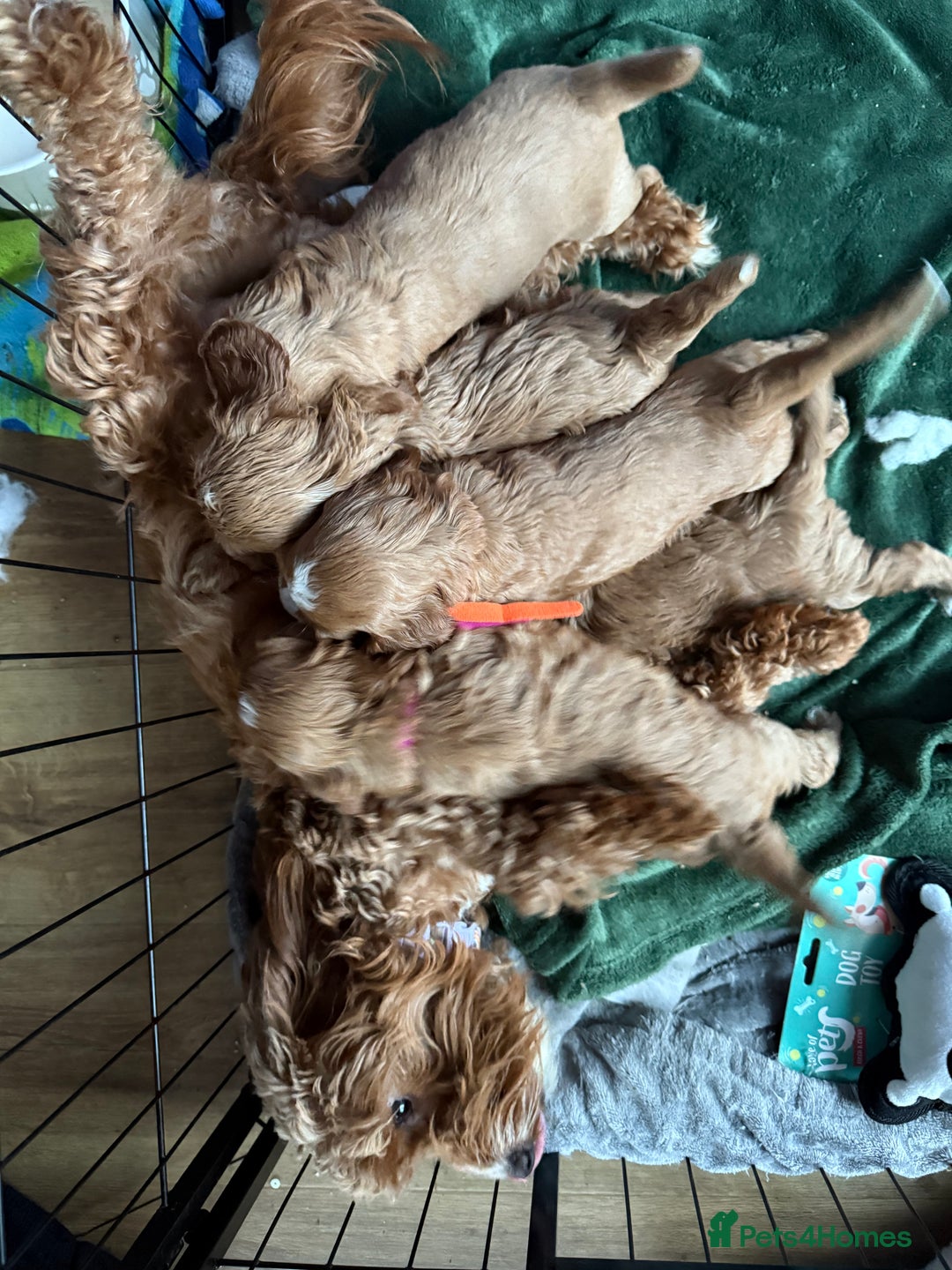 Cockapoo dogs for sale: gorgeous litter of Cockapoo puppies 🐶  - Image 9