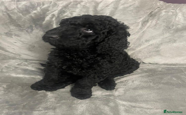 Labradoodle dogs Multigenrational labradoodle ready to leave  - Advert 7