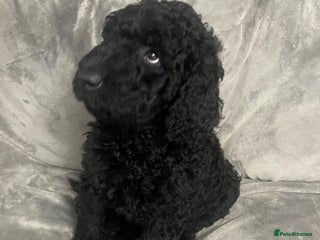 Labradoodle dogs Multigenrational labradoodle ready to leave - Advert 3