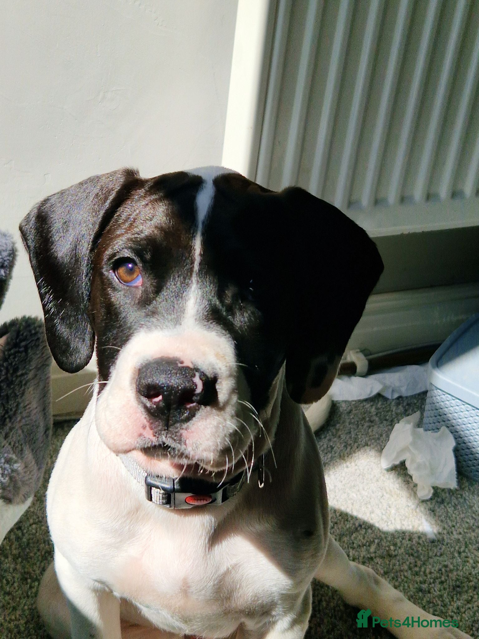Mixed Breed dogs 6 month old male puppy - Advert 2