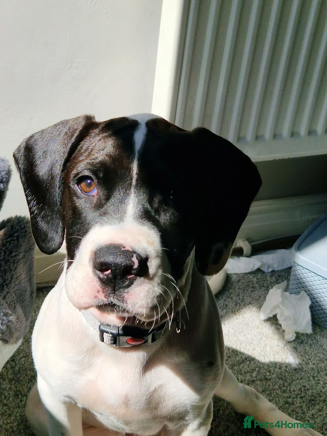 Mixed Breed dogs for sale: 6 month old male puppy - Advert 1