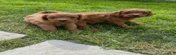 Cavapoo dogs for sale: Deep red cavpoo girls - Advert 16