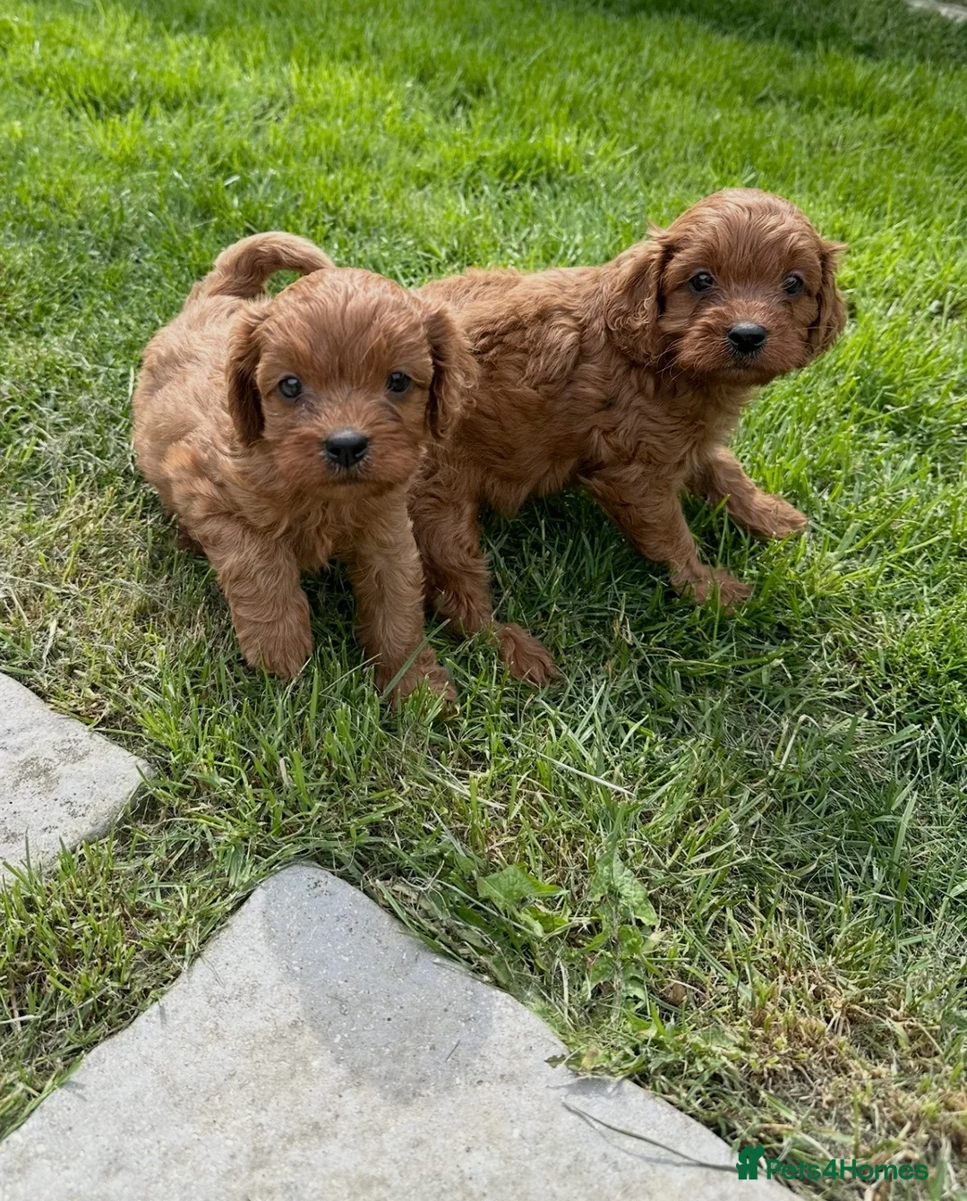 Cavapoo dogs for sale: Deep red cavpoo girls - Advert 16
