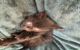 British Shorthair cats for sale: 4 adorable kittens ready for their new home!! - Image 16