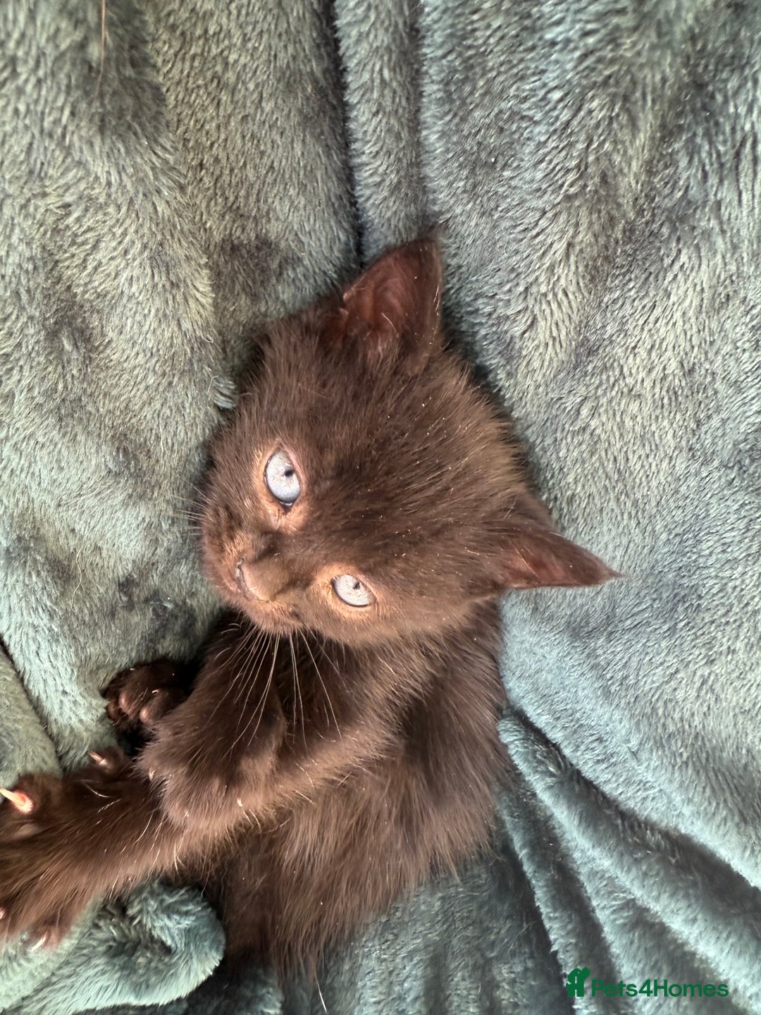 British Shorthair cats for sale: 4 adorable kittens ready for their new home!! - Image 16
