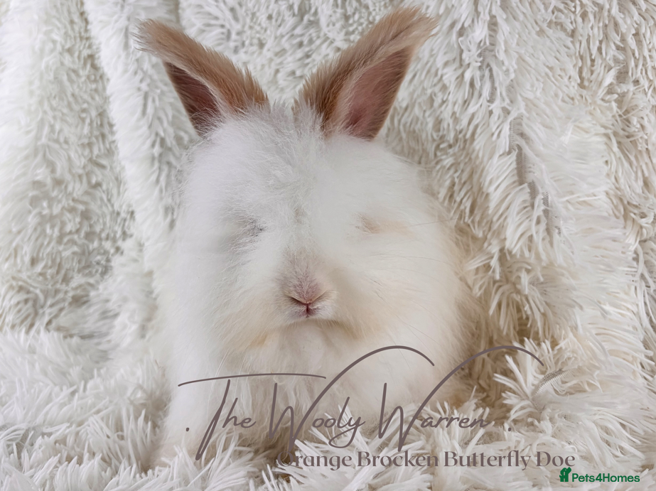 Angora rabbits for sale: Fully Vaccinated Pedigree Angoras - Advert 22