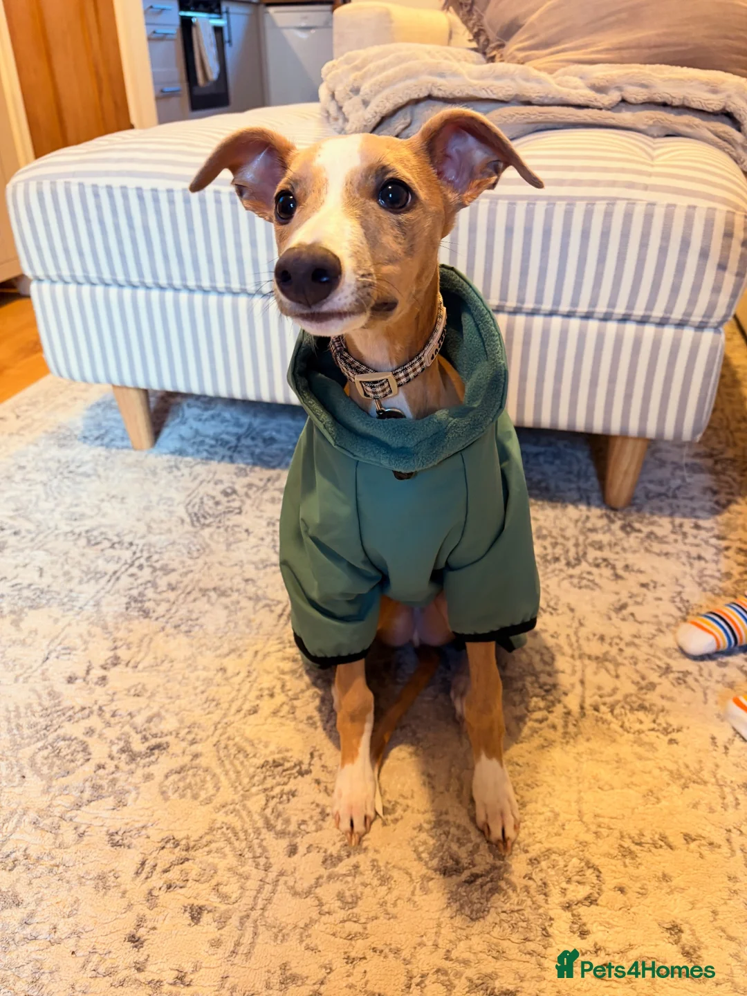 Whippet dogs for sale: Lenny  - Advert 2
