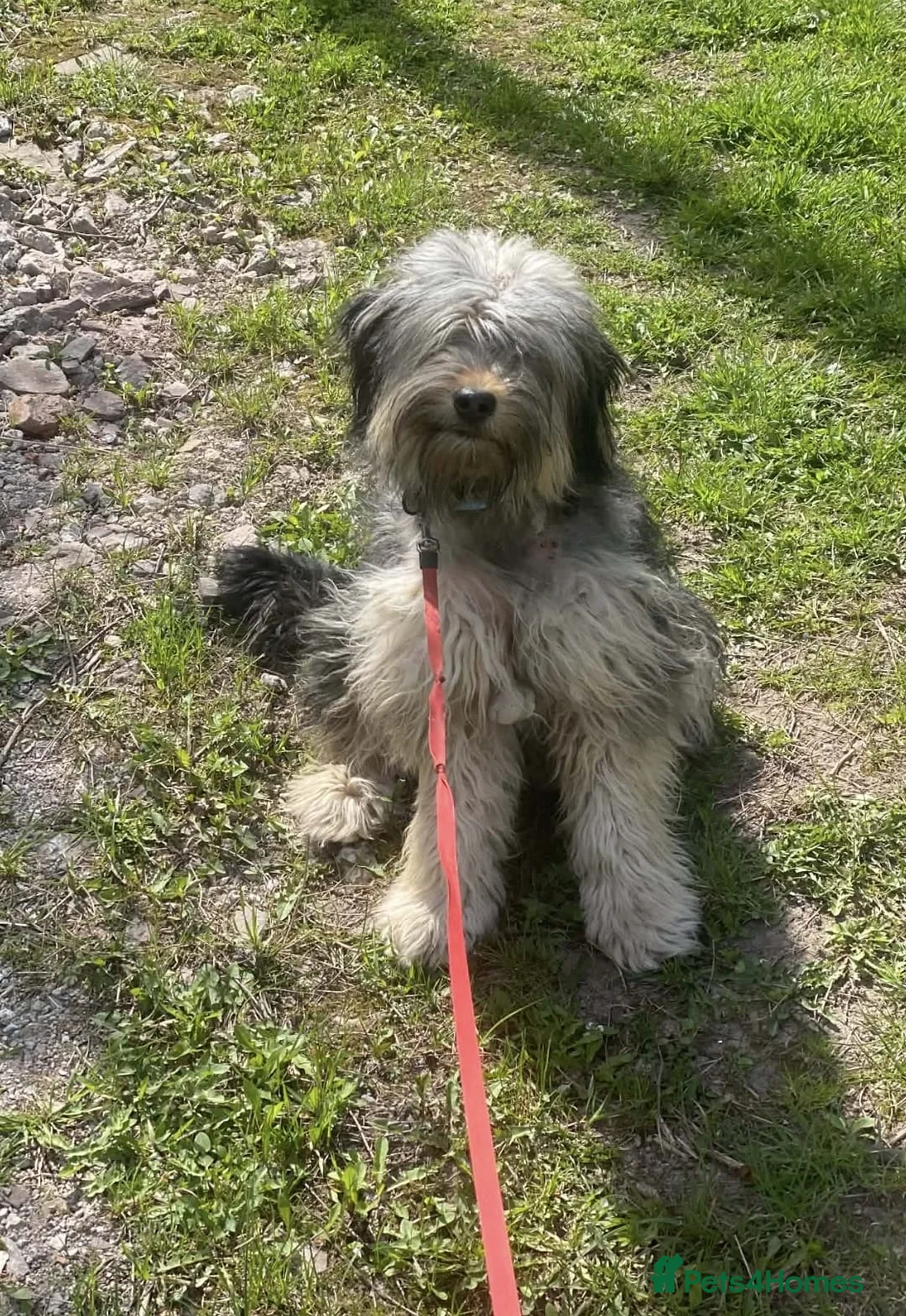 Mixed Breed dogs for adoption: 💙🐶 THOMAS – HE TRUSTS THE WORLD TOO EASILY in Burton-on-Trent - Advert 2