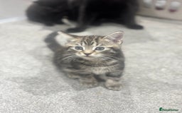 British Shorthair cats for sale: 3 beautiful tabby kittens with Maine coon  - Image 7